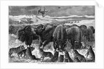 Buffalo Bulls Guarding Herd by Anonymous