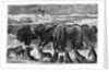 Buffalo Bulls Guarding Herd by Anonymous