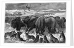 Buffalo Bulls Guarding Herd by Anonymous