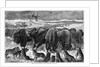 Buffalo Bulls Guarding Herd by Anonymous
