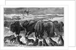 Buffalo Bulls Guarding Herd by Anonymous
