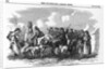 Irish Cattle Drive by Anonymous