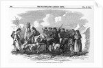 Irish Cattle Drive by Anonymous