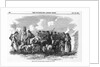 Irish Cattle Drive by Anonymous