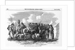 Irish Cattle Drive by Anonymous