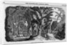 Grove of Mahogany by Anonymous