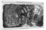 Grove of Mahogany by Anonymous