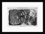 Grove of Mahogany by Anonymous