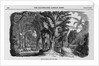 Grove of Mahogany by Anonymous
