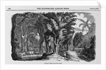 Grove of Mahogany by Anonymous