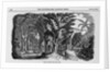 Grove of Mahogany by Anonymous