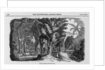Grove of Mahogany by Anonymous