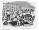 Harvesting Corn by Anonymous
