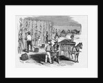 Harvesting Corn by Anonymous