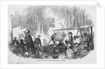 Making Maple Sugar by Anonymous