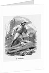 Digging For Gold Near the Turon River by Anonymous