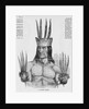 Portrait of a Tucuna Indian by Anonymous
