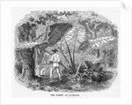Hunting in Mexican Forest by Anonymous