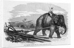 Elephant Pulling Plow by Anonymous