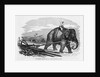 Elephant Pulling Plow by Anonymous