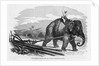 Elephant Pulling Plow by Anonymous
