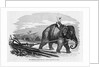 Elephant Pulling Plow by Anonymous
