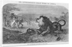 Dr. Livingstone Attacked By the Lion by Anonymous