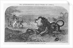 Dr. Livingstone Attacked By the Lion by Anonymous