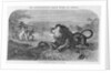 Dr. Livingstone Attacked By the Lion by Anonymous