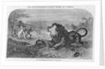 Dr. Livingstone Attacked By the Lion by Anonymous
