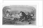 Dr. Livingstone Attacked By the Lion by Anonymous