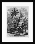 Chief's Hut, New Caledonia, French Possessions in the South Pacific Ocean by Anonymous