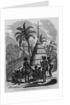Chief's Hut, New Caledonia, French Possessions in the South Pacific Ocean by Anonymous