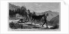 Illicit distillation of liquors - how the article is carried to the southern markets by Anonymous