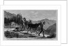 Illicit distillation of liquors - how the article is carried to the southern markets by Anonymous
