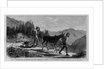 Illicit distillation of liquors - how the article is carried to the southern markets by Anonymous