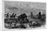 Prairie-chichen shooting in Kansas by Theodore R. Davi