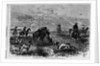 Prairie-chichen shooting in Kansas by Theodore R. Davi