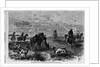 Prairie-chichen shooting in Kansas by Theodore R. Davi