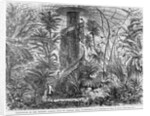 Palm-House in the Botanic Garden, Foot of Capitol Hill, Washington, DC by Anonymous