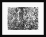 Palm-House in the Botanic Garden, Foot of Capitol Hill, Washington, DC by Anonymous