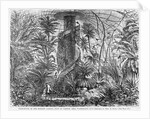 Palm-House in the Botanic Garden, Foot of Capitol Hill, Washington, DC by Anonymous