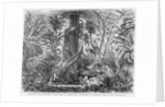 Palm-House in the Botanic Garden, Foot of Capitol Hill, Washington, DC by Anonymous