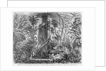 Palm-House in the Botanic Garden, Foot of Capitol Hill, Washington, DC by Anonymous