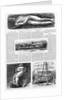 Illustrations of the Cardiff Giant in Harper's Weekly by Anonymous