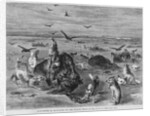Slaughter of Buffalos on the Plains by Anonymous
