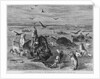 Slaughter of Buffalos on the Plains by Anonymous