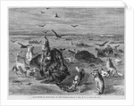 Slaughter of Buffalos on the Plains by Anonymous