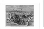 Slaughter of Buffalos on the Plains by Anonymous