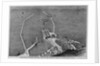 From Dover to Calais - Bird's Eye View of the Proposed Harbor at Dover by Anonymous